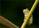 Europaeischer_Laubfrosch-Hyla_arborea-09_09_2016.jpg
