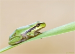 Europaeischer_Laubfrosch-Hyla_arborea-11_07_2015.jpg