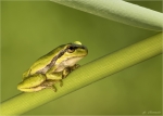 Europaeischer_Laubfrosch-Hyla_arborea-15_05_2017.jpg