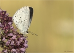 Faulbaum_Blaeuling-Celastrina_argiolus-03_07_2019.jpg
