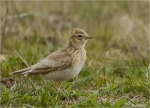 Feldlerche-eurasian_skylark-19_03_2017.jpg