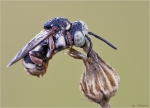Filzbiene-Epeolus_variegatus-Juli_2015.jpg