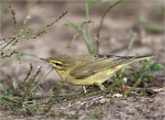 Fitis-willow_warbler.jpg