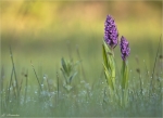 Fleischfarbenes_Knabenkraut-Dactylorhiza_incarnata-14_05_2015.jpg