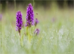 Fleischfarbenes_Knabenkraut-Dactylorhiza_incarnata-23_05_2015.jpg