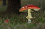 Fliegenpilze-Amanita_muscaria~0.jpg