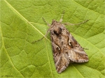 Gammaeule-Autographa_gamma-11_08_2016.jpg