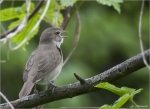 Gartengrasmuecke-Sylvia_borin.jpg