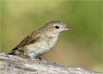 Gartengrasmuecke-garden_warbler-Jungvogel_2015.jpg