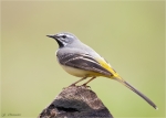 Gebirgsstelze-grey_wagtail-02_04_2016.jpg