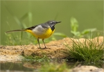 Gebirgsstelze-grey_wagtail-10_05_2020.jpg