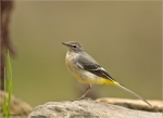 Gebirgsstelze-grey_wagtail-20_09_2016.jpg