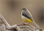 Gebirgsstelze-grey_wagtail-27_10_2018.jpg