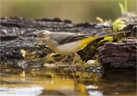 Gebirgsstelze-grey_wagtail-am_Wasser.jpg