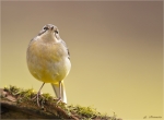 Gebirgsstelze-grey_wagtail-frontal.jpg