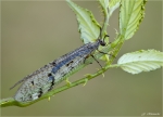 Geflecktflueglige_Ameisenjungfer-Euroleon_nostra-20_08_2016.jpg