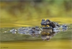Gelbbauchunken-Bombina_variegata-31_05_2018.jpg