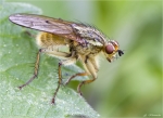 Gelbe_Dungfliege-Scathophaga_stercoraria-Mai_2015.jpg