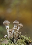 Gemeiner_Hallimasch-Armillaria_polymyces-2015.jpg