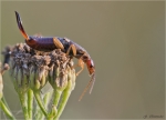 Gemeiner_Ohrwurm-Forficula_auricularia_2011.jpg