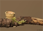 Gemeiner_Tiegelteuerling-Crucibulum_laeve-Februar_2018.jpg