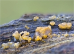 Gestielte_Gallerttraene-Dacrymyces_capitatus.jpg