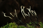 Geweihfoermige_Holzkeule-Xylaria_hypoxylon~0.jpg