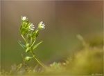 Gewoehnliche_Vogelmiere-Stellaria_media.jpg