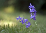 Gewoehnlicher_Feldrittersporn-Consolida_regalis-Juni_2015.jpg