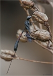 Gichtwespe-Gasteruption_jaculator.jpg