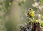 Girlitz-european_Serin-15_April_2020.jpg