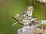 Girlitz-european_Serin-19_04_2017.jpg
