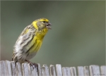 Girlitz-european_Serin-April_2015.jpg