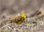 Goldammer-yellowhammer-2015.jpg
