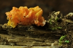 Goldgelber_Zitterling-Tremella_mesenterica-Dez__2016.jpg