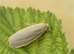 Grauleib-Flechtenbaerchen-Eilema_lurideola-10_07_2018.jpg
