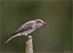Grauschnaepper-european_spotted_flycatcher.jpg