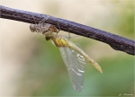 Grosse_Heidelibelle-01_07_2015.jpg