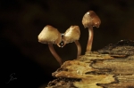 Grosser_Bluthelmling-Mycena_haematopus-28_11_2016.jpg