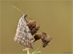Grosser_Johanniskraut-Spanner-Aplocera_plagiata-03_09_2016.jpg