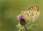 Grosser_Perlmutterfalter-Argynnis_aglaja-04_07_2018.jpg
