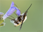 Grosser_Wollschweber-Apri_2017-Bombylius_major.jpg