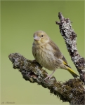 Gruenfink-Jungvogel-Mai_2016.jpg