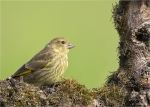 Gruenfink-Jungvogel_2016.jpg