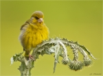 Gruenfink-european_greenfinch-10_06_2016.jpg