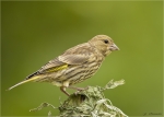 Gruenfink-european_greenfinch-Jungvogel-23_05_2016.jpg