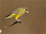 Gruenfink-european_greenfinch-Maennchen-2017.jpg