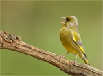 Gruenfink-european_greenfinch-Maennchen_beim_Singen.jpg