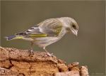 Gruenfink-european_greenfinch-weiblich-09_04_2016.jpg