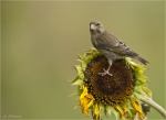 Gruenfinkhenne_auf_einer_Sonnenblume-15_07_2016.jpg